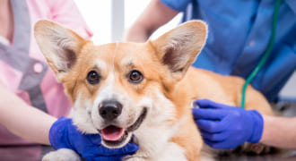 動物の再生医療の現在地とその先