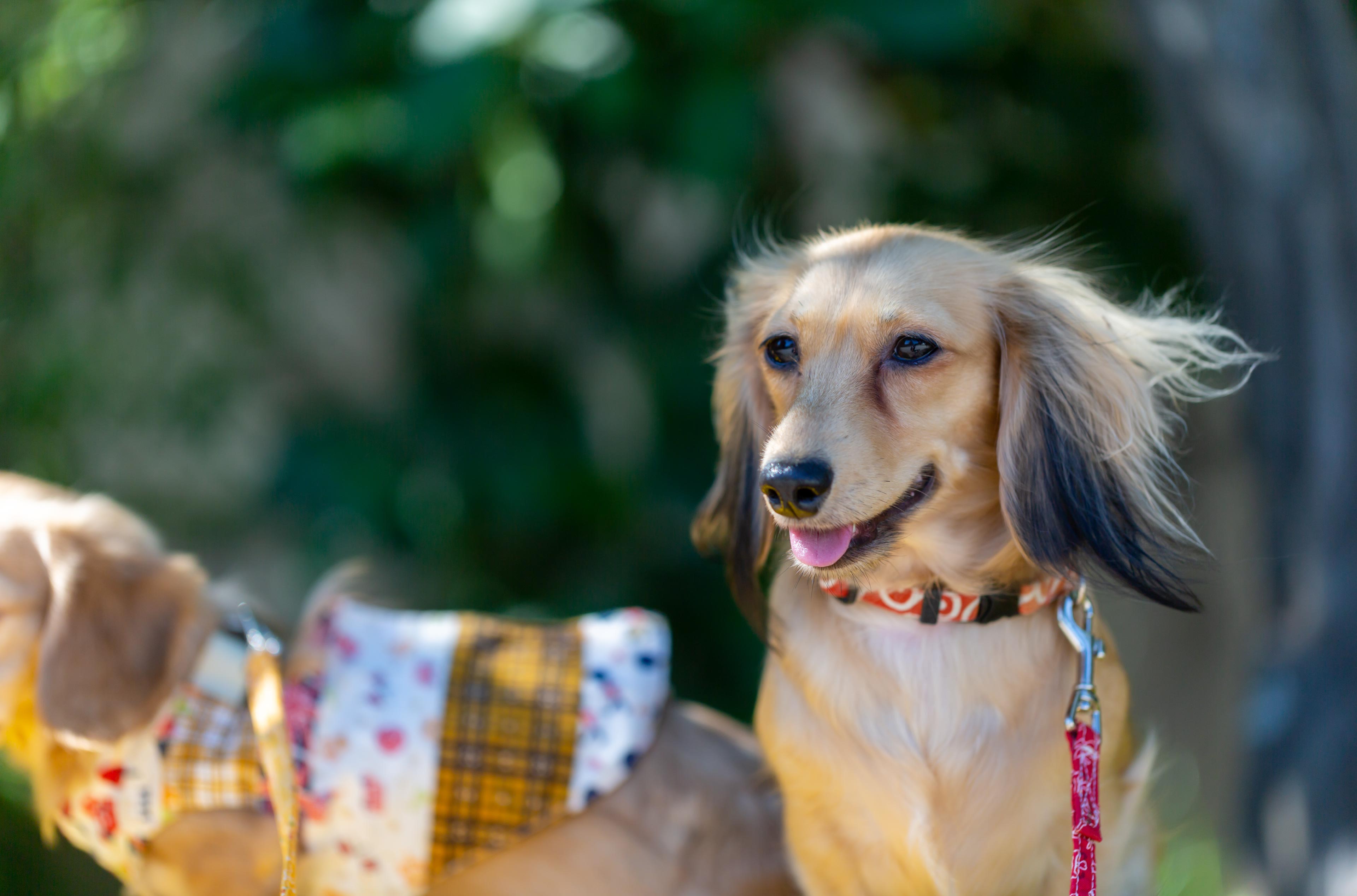 動物たちのパートナーの皆さまiPS細胞を動物再生医療の真ん中にまずは犬から。