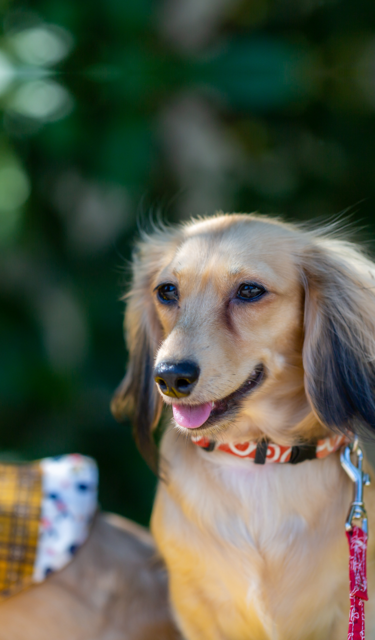 動物たちのパートナーの皆さまiPS細胞を動物再生医療の真ん中にまずは犬から。