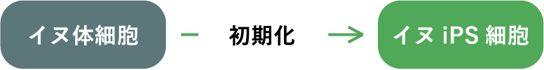 イヌ体細胞 初期化 イヌiPS細胞