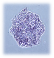 Canine iPS Cell Patent　(PCT/JP2020/016924)Joint application by Keio University&Nihon University