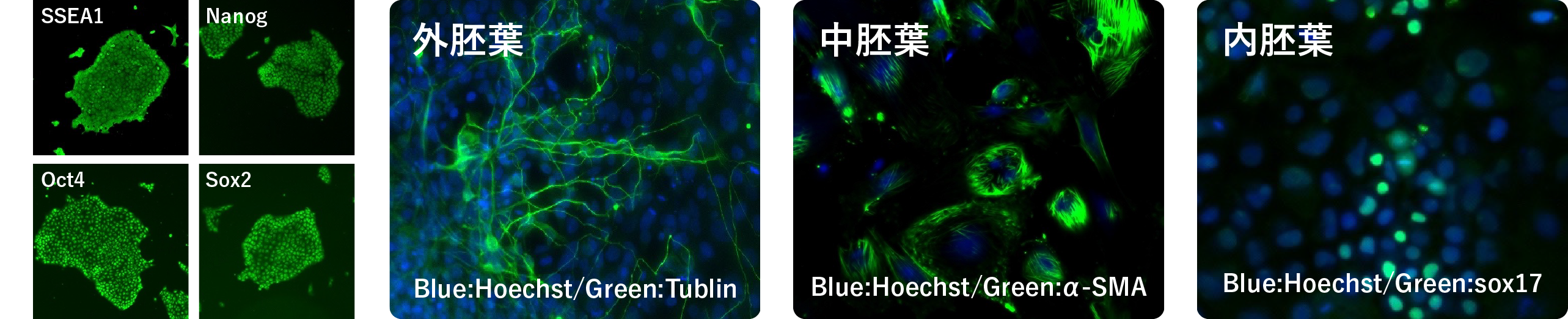 現在の治療方法を一新する可能性のあるイヌiPS細胞の構築に成功。