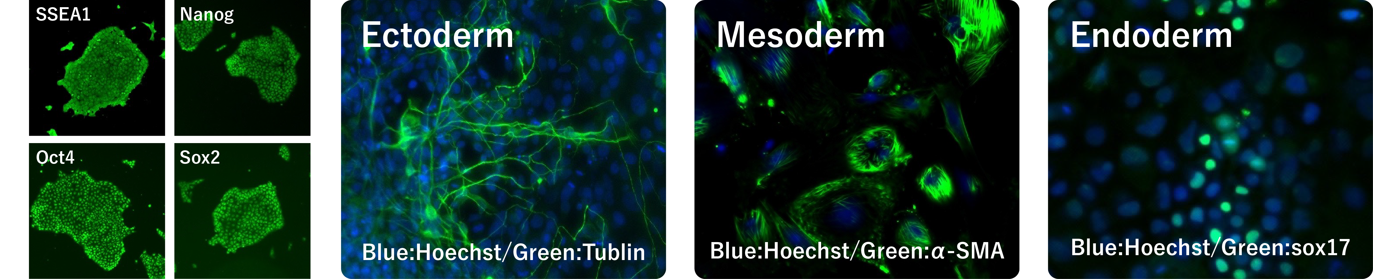 現在の治療方法を一新する可能性のあるイヌiPS細胞の構築に成功。